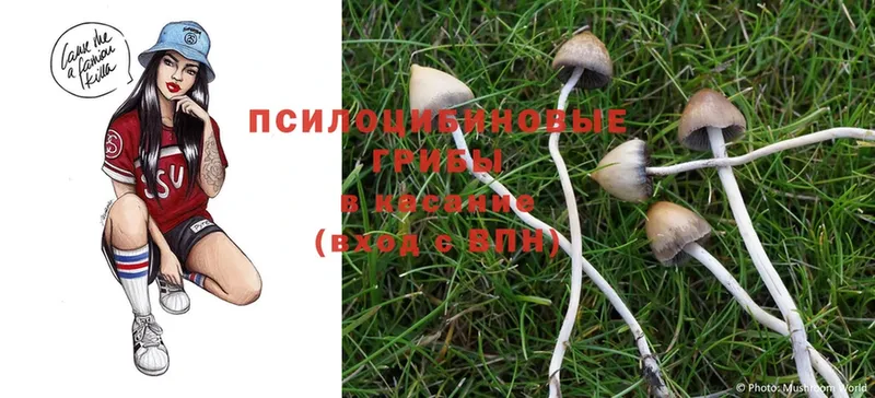 Псилоцибиновые грибы MAGIC MUSHROOMS  Гдов 